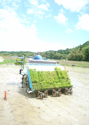 田植え