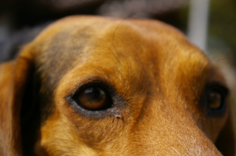 近所の犬