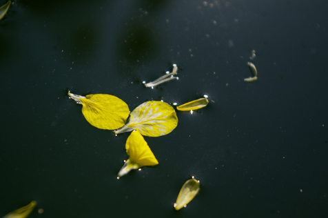 菜の花の花びら