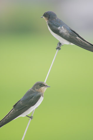 birds