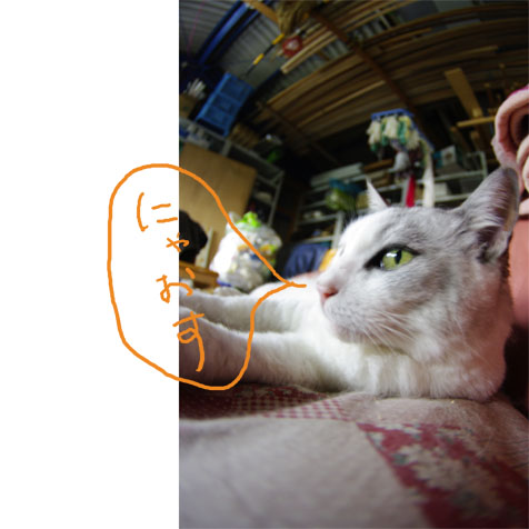 愛猫