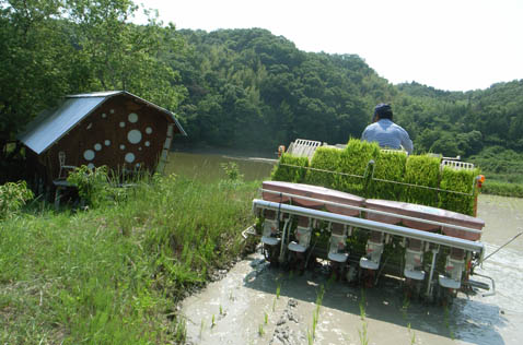 田植え