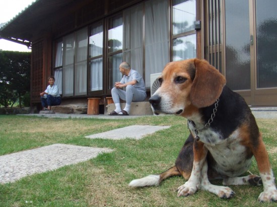 おじいさんとおばあさんと犬