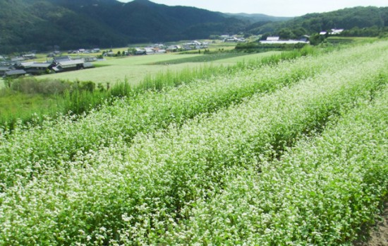 淡河のそば畑