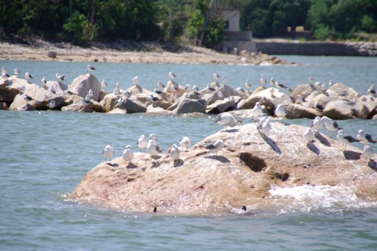 瀬戸内の海鳥たち