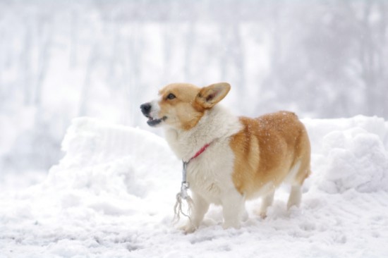 雪と犬