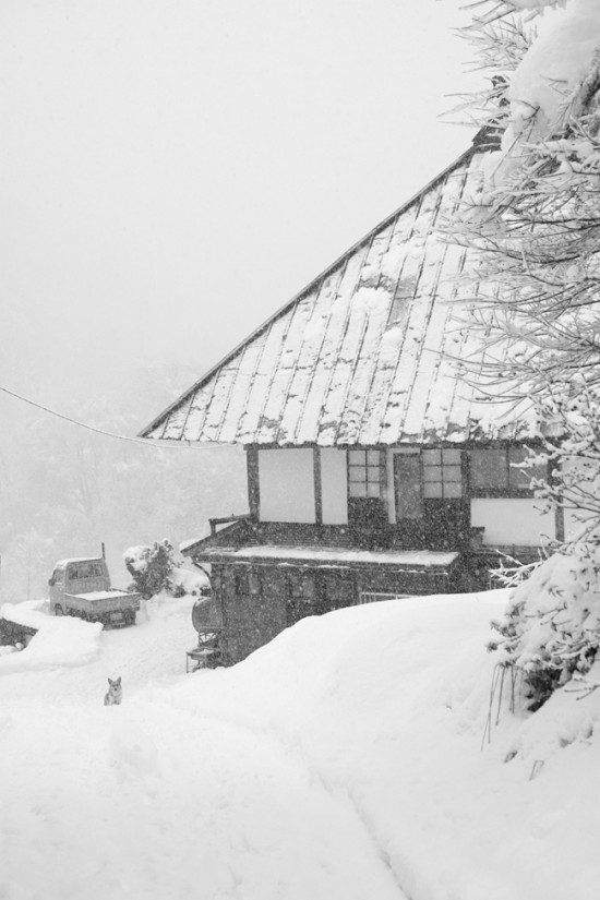 犬と雪と風景と。