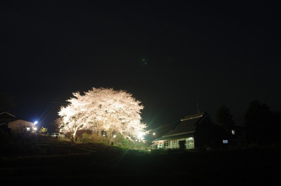 淡河の夜桜