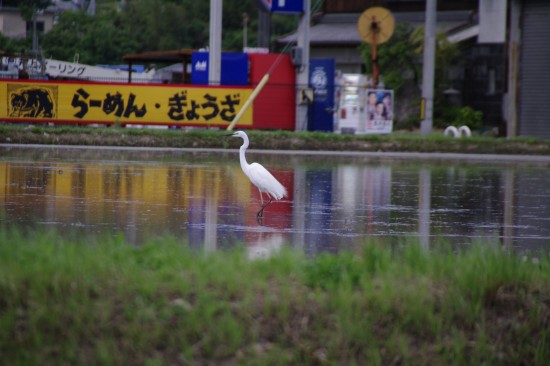 ら～めんと鳥