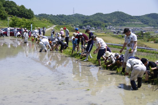 田植え体験