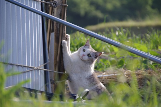 猫の爪とぎ