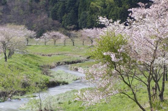 篠山の桜