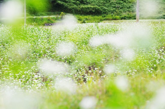 そばの花