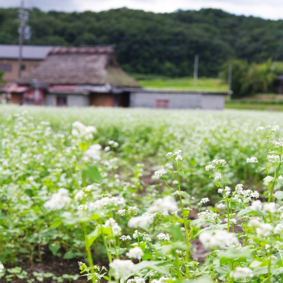 そばの花と茅葺き屋根