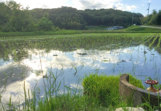 田植え終了