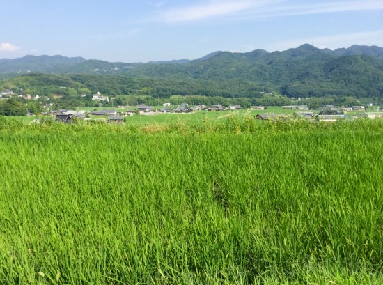 淡河の風景