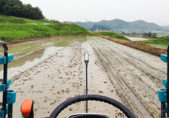 田植え