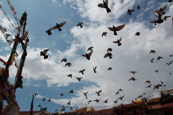 鳥と空