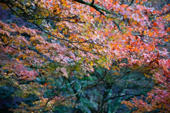 伽耶院の紅葉