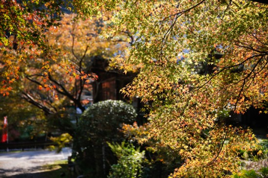 伽耶院の紅葉