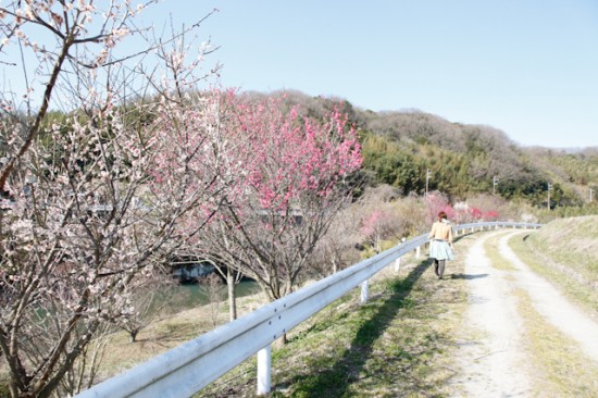 淡河の梅の並木道