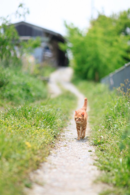 隣の猫