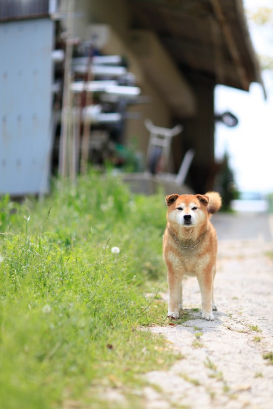 隣の犬