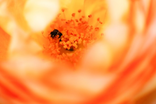 バラの花の中の虫