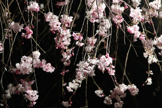 cott事務所前の桜