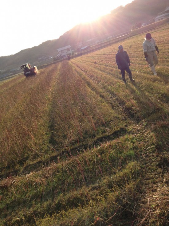 夕焼けと農作業