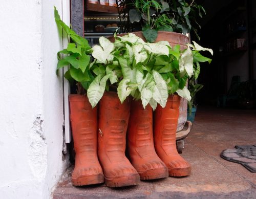 Day122: Antigua “Walking Planters”