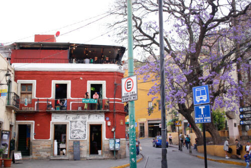 Day38: Guanajuato “Jacaranda”